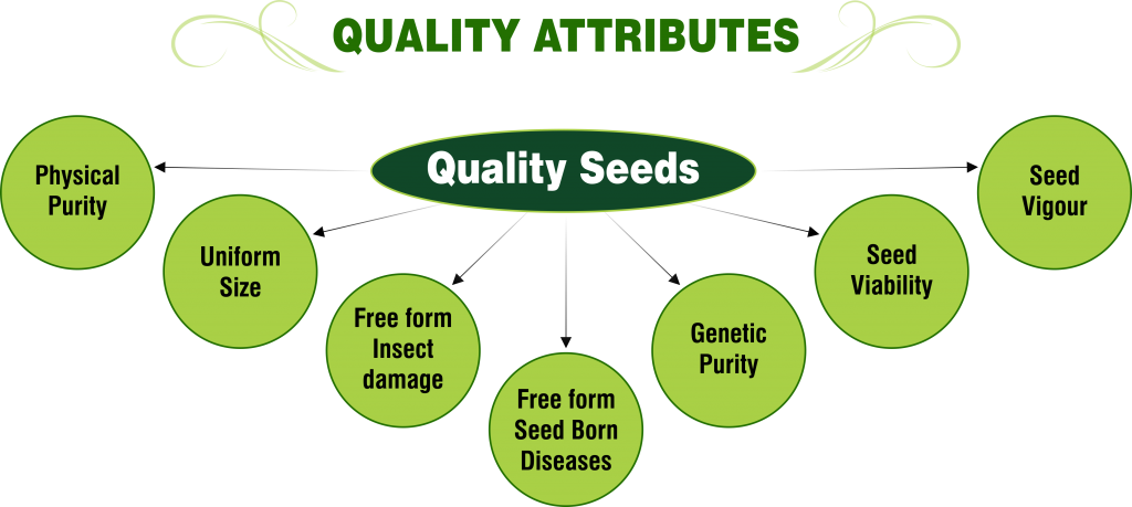 quality-attributes-png-super-seeds