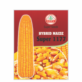 SUPER 1177